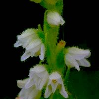 Goodyera R. Br. Therapeutic Fragrant Orchid 