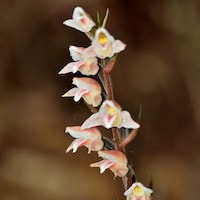  Therapeutic Fragrant Orchid Goodyera velutina Maxim syn. G. morrisonicola Hay.