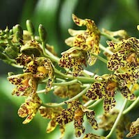 Grammatophyllum scriptum (L.) Blume Therapeutic Fragrant Orchid 