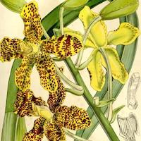 Grammatophyllum speciosum Blume Therapeutic Fragrant Orchid 