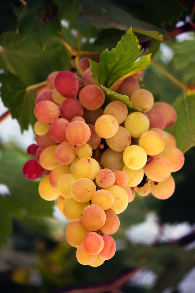 Grapes are a good source of vitamins and minerals, including vitamin C,