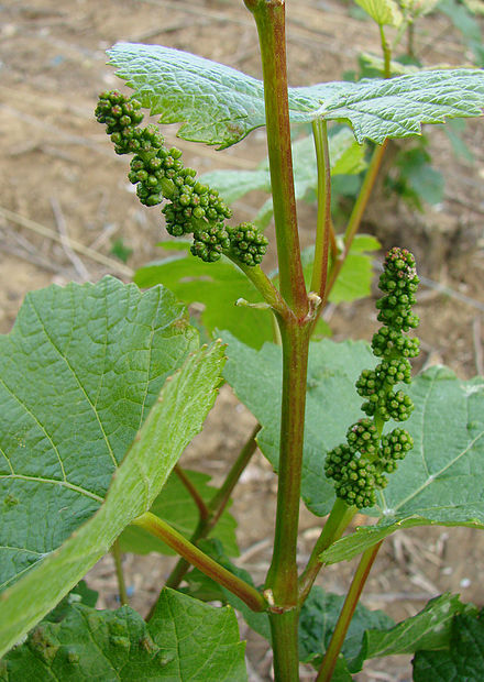​Grape flowers are small, greenish-white, and typically bloom