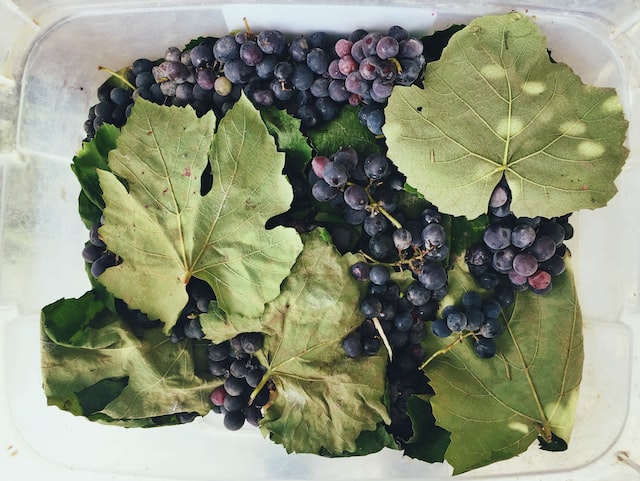 Grape leaves have been used for therapeutic purposes