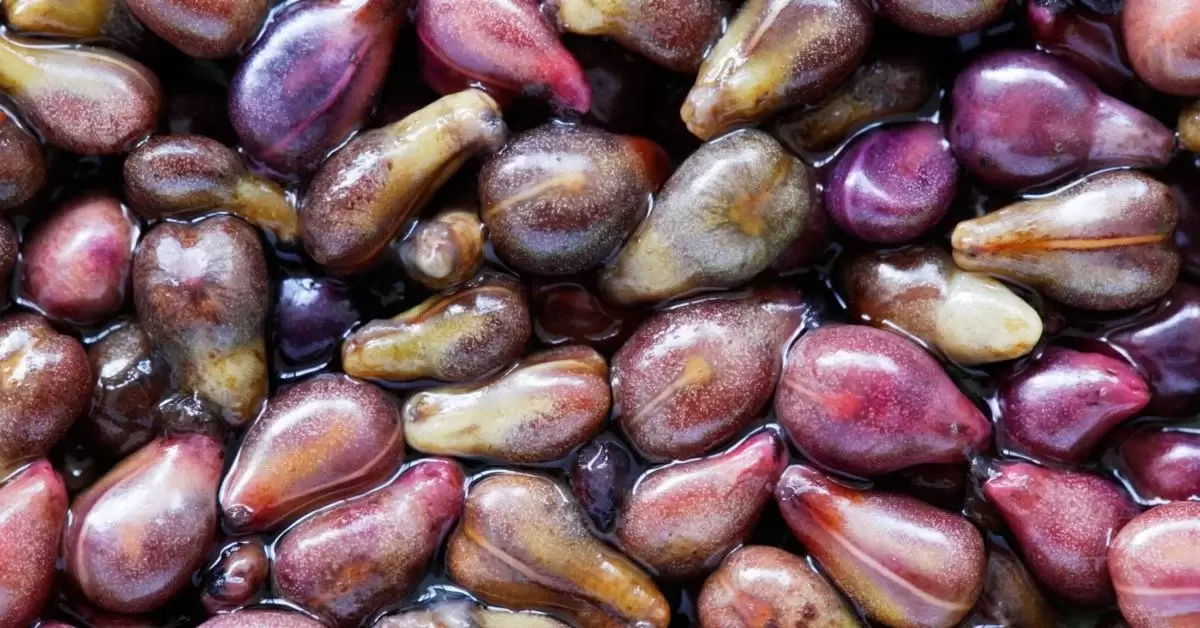 Grape seeds have been used for various purposes throughout history