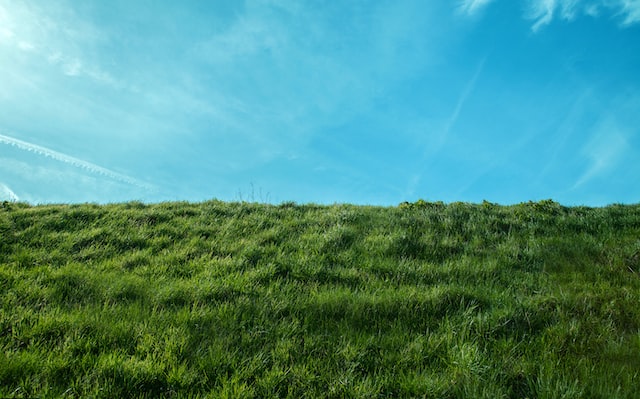 The scent of grass can vary depending on the type of grass 