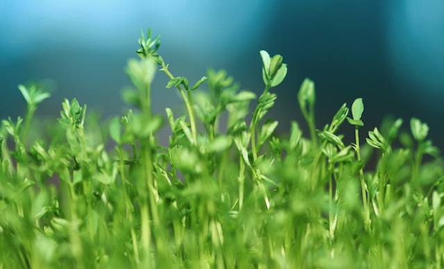 Grass is considered a rare note in perfumes. It is used as a base note to add a fresh, green, and earthy scent. 