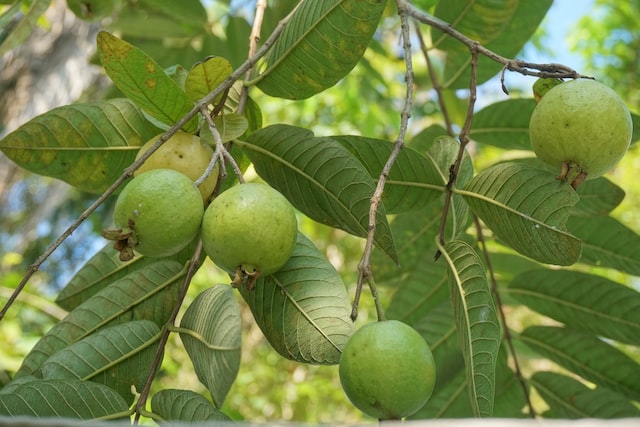 Guava was later introduced to other tropical regions such as Africa, Asia, and Australi