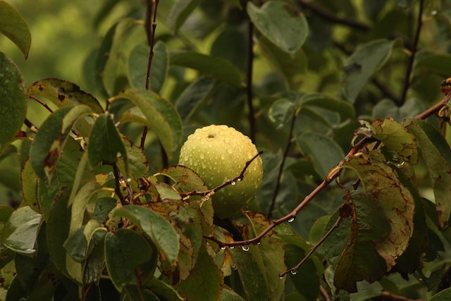 The aroma of guava fruit and leaves is also used in the food and fragrance industries
