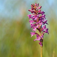 Gymnadenia crassinervis Finet perfume ingredient at scentopia your orchids fragrance essential oils