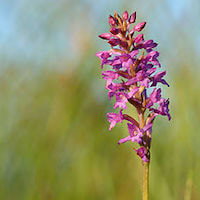 Gymnadenia crassinervis Finet Therapeutic Fragrant Orchid 
