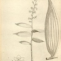 Therapeutic Fragrant Orchid Habenaria aitchisonii H.G. Reich. Syn. Habenaria diceras Schltr.