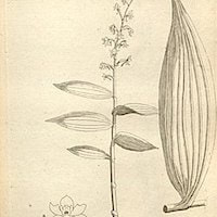 Habenaria aitchisonii H.G. Reich. Syn. Habenaria diceras Schltr. perfume ingredient at scentopia your orchids fragrance essential oils