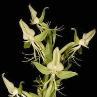 Therapeutic Fragrant Orchid Habenaria arietina Hook. f. Syn. Habenaria intermedia D. Don. var. arietina