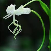  Scented and therapeutic orchids of singapore Habenaria commelinifolia (Roxb.) Wall ex Lindl.