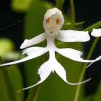 Habenaria crinifera Lindl. Scented and therapeutic orchids of singapore