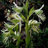 Habenaria davidii Franch. Syn. Habenaria leucopecten Schltr. perfume ingredient at scentopia your orchids fragrance essential oils