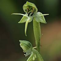  Scented and therapeutic orchids of singapore Habenaria diphylla (Nimmo) Dalzel Syn. Habenaria humistrata Rolfe ex Downie