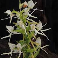 Habenaria fordii Rolfe  Scented and therapeutic orchids of singapore