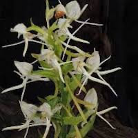 Habenaria fordii Rolfe perfume ingredient at scentopia your orchids fragrance essential oils