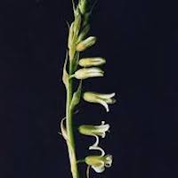 Habenaria hollandiana Santapau  Scented and therapeutic orchids of singapore