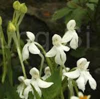  Scented and therapeutic orchids of singaporeHabenaria longicorniculata J Graham Syn. Habenaria longecalcarata A. Rich.