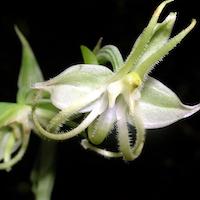 Habenaria petelotii Gagnep. Scented and therapeutic orchids of singapore