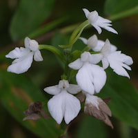 Habenaria plantaginea Lindl. Scented and therapeutic orchids of singapore
