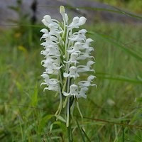 Habenaria roxburghii, Nicolson Syn. Habenaria platyphylla Spreng perfume ingredient at scentopia your orchids fragrance essential oils