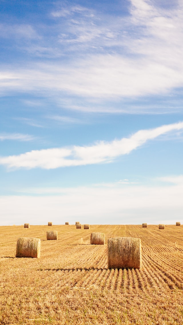 hay can cause allergies and respiratory problems for some people.