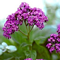 Heliotrope oil is a light yellow colour and has a slightly sweet aroma