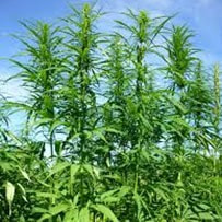 Hemp oil comes from the small seeds of the Cannabis sativa plant 