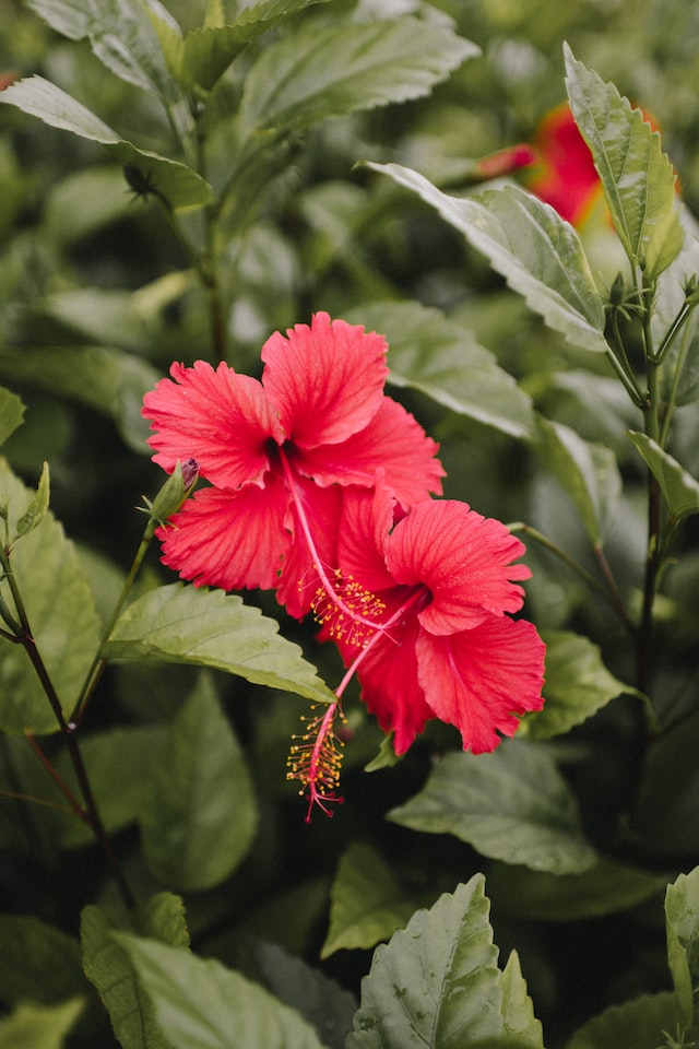 There are several famous perfume brands that offer hibiscus-scented fragrances.