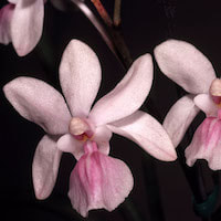  Scented and therapeutic orchids of singapore Holcoglossum amesianum (Rchb. f.) Christenson