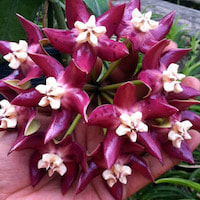 Hoya imperialis perfume ingredient at scentopia your orchids fragrance essential oils
