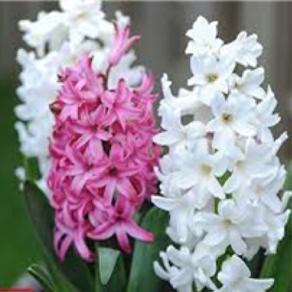 Hyacinth flower of rain also smell the same