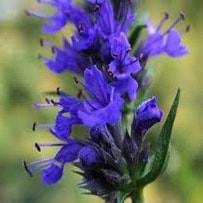 Hyssop has many benefits to health such as: Alleviating the common cold