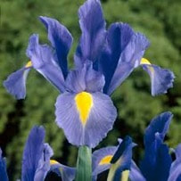 Iris is widely used as a fragrance ingredient in perfumery