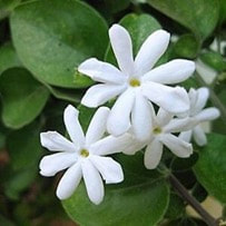 Jasmine is used as a middle to base note in the perfumery world