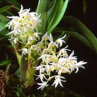 Eria Javanica  perfume ingredient at scentopia your orchids fragrance essential oils