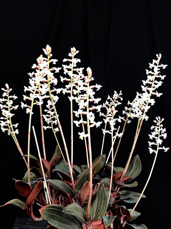 jewel orchid room fragrance at scentopia has therapeutic properties try latest attraction at sentosa siloso beach