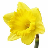 Jonquil dark brown oil is used as a middle note in perfumery and it has a sweet floral notes of