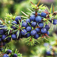 Juniper berry was used to make ancient perfume called khypi