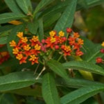 Asclepias curassavica, is a flowering plant of the family Asclepiadaceae. It is native to American tropics and introduced to India.