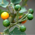 family Solanaceae, this plant is cultivated in the Himalayas