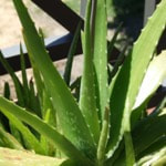 Kumari (Aloe Vera) s a succulent plant 