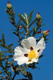 many perfumes use labdanum as a fixative, to enhance the longevity and complexity