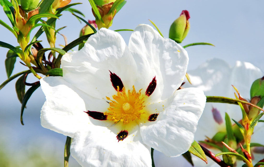 Labdanum is believed to have therapeutic properties due to its anti-inflammatory