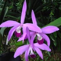 Laelia Perrinii  perfume ingredient at scentopia your orchids fragrance essential oils