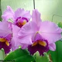 Laeliocattleya Irene Holguin 'Brown Eyes'  perfume ingredient at scentopia your orchids fragrance essential oils