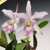 Laeliocattleya Twilight Song  perfume ingredient at scentopia your orchids fragrance essential oils